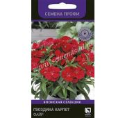 Цветы Гвоздика Карпет Файр (Поиск)