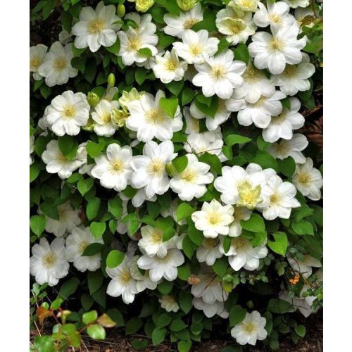 Дженси крим клематис фото Дженси крим клематис фото