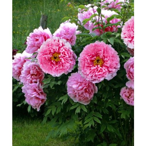 Цена на Пион древовидный Красный Лотос - купить саженцы