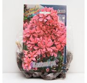 Флокс Клеопатра 1 шт