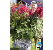 Астильба Майти Ред Куин 1шт