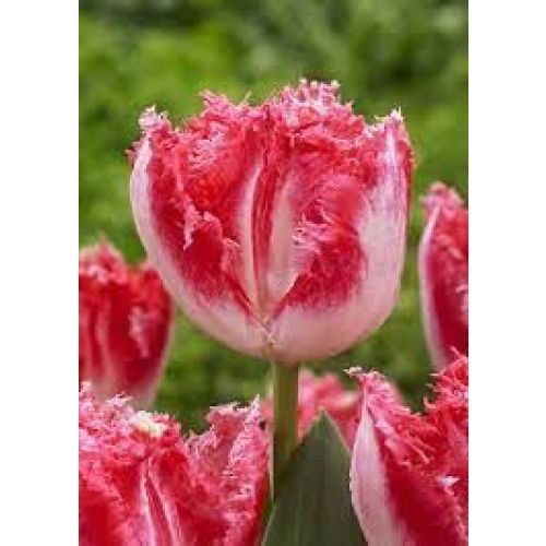 Neglige тюльпан фото Neglige тюльпан фото