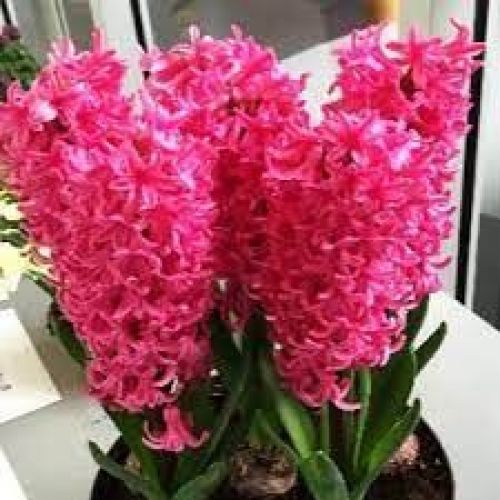 Гиацинт Джоанна 1шт (КЛ)