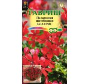 Цветы Пеларгония Беатрис (Гавриш)
