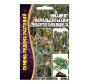 Цветы Эвкалипт Камальдульский (РО)