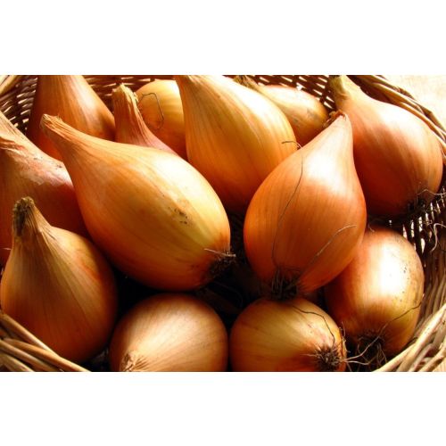 Лук-севок длинн 1кг  (Голландия)