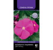 Цветы Катарантус Пацифика Дип Орхид (Поиск)
