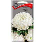 Цветы Астра Фламир белая (Поиск)