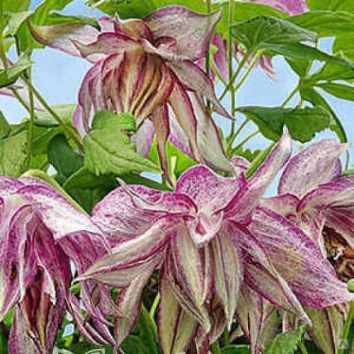 Пепл дрим: найдено 89 картинок