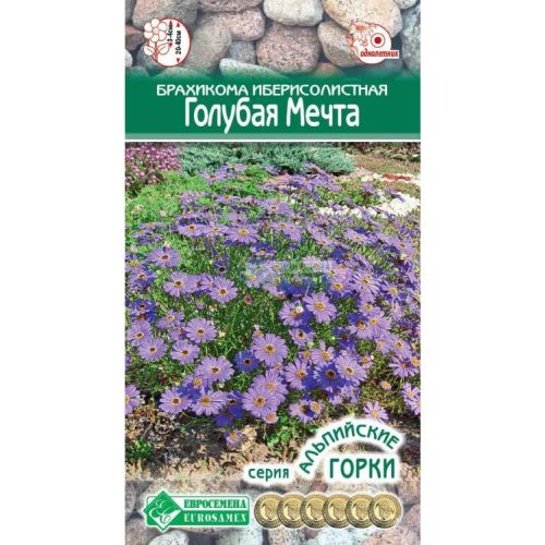 Цветы Брахикома Голубая Мечта (ЕСМ)