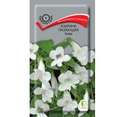Цветы Азарина Лазающая Белая (Поиск)