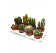 Комнат.цветы Кактус Микс (PICER) d5h10 1шт