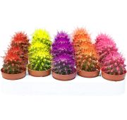 Комнат.цветы Эхинокактус Грузони Рейнбоу d 5 h10 1шт