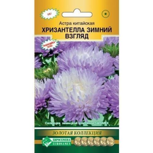 Цветы Астра Хризантелла Зимний Взгляд (ЕСМ)