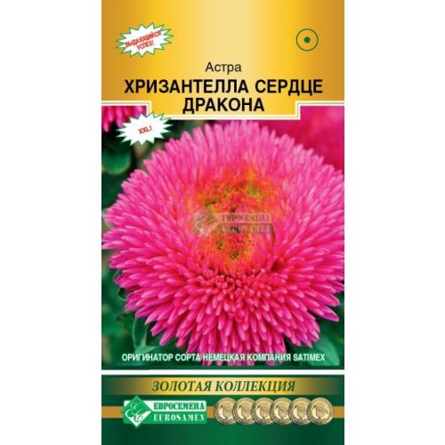 Цветы Астра Хризантелла Сердце Дракона (ЕСМ)