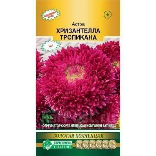 Цветы Астра Хризантелла Тропикана (ЕСМ)