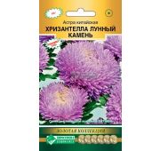 Цветы Астра Хризантелла Лунный Камень (ЕСМ)