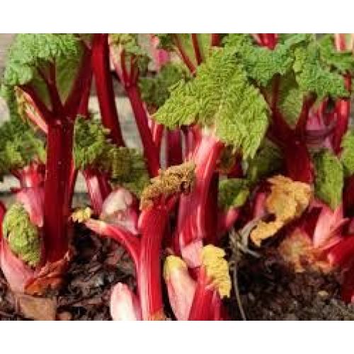 Ревень Вкусные Черешки (РО)