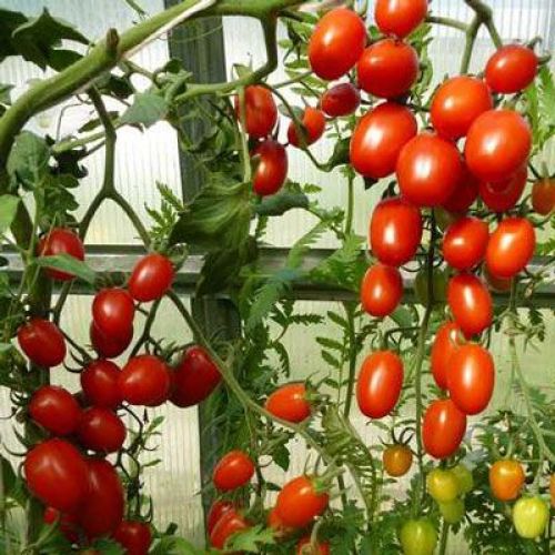 Томат МИНУСИНСКАЯ СЛИВКА НИЗКАЯ (РО)