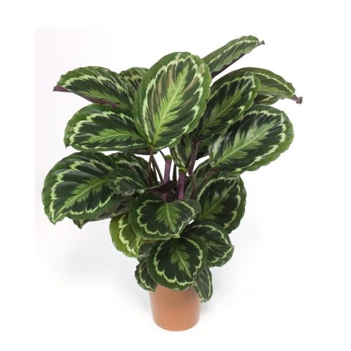 Комнат.цветы Калатея D12