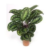 Комнат.цветы Калатея D12