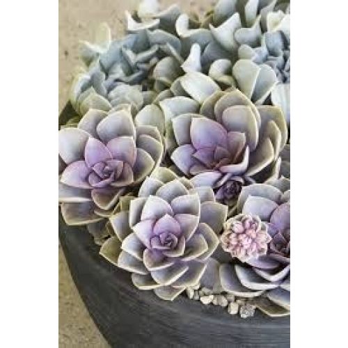 Комнат.цветы Эхеверия Перл Фон Нурнберг D8 H15