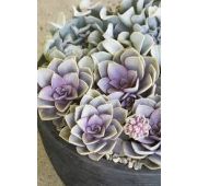Комнат.цветы Эхеверия Перл Фон Нурнберг D8 H15