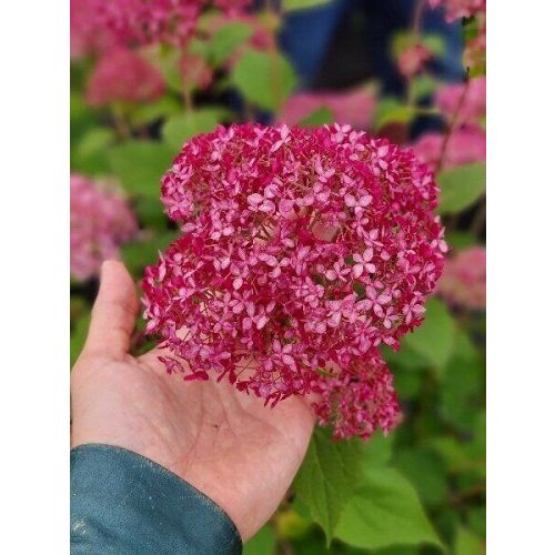 Клубни Декоративные разные МастерСад купить по выгодной цене в интернет-магазине