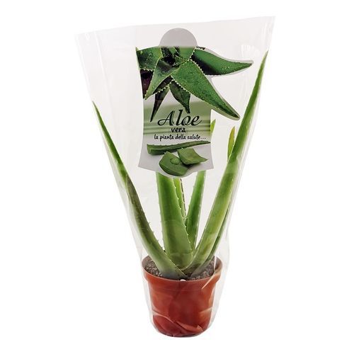 Комнат.цветы Алоэ Вера D10 H40