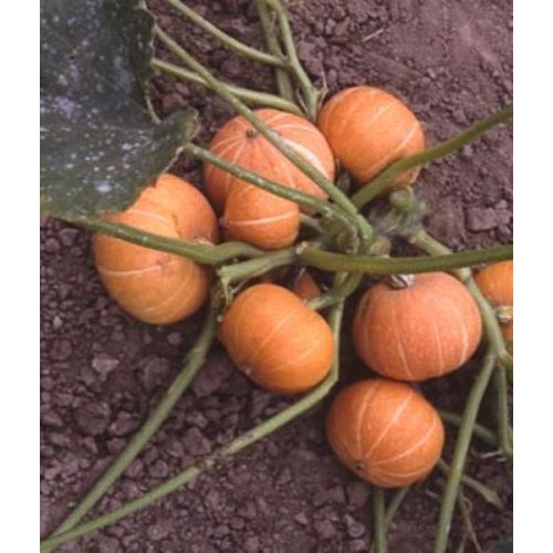 Кустовая тыква фото отзывы Кустовая тыква фото отзывы