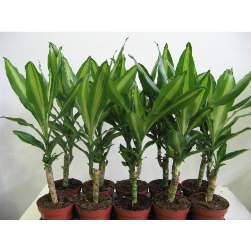 Драцена фото комнатная размножение Драцена фото комнатная размножение