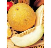 Дыня Солнечная (УД)