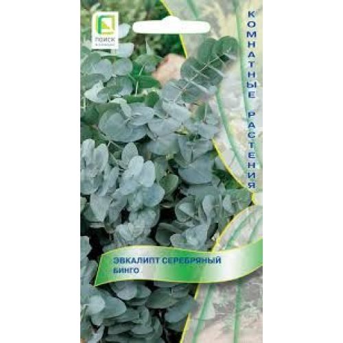 Цветы Эвкалипт Серебрянный Бинго (Поиск)