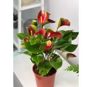 Комнат.цветы Антуриум Динамит Ред D-17 Н55