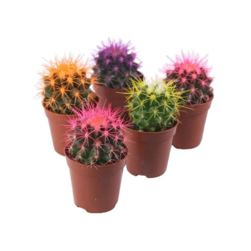 Комнат.цветы Кактус Микс Шоубокс D5 Н15