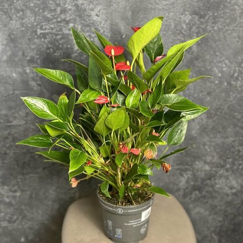 Комнат.цветы Антуриум Миллион Флауэрс Роя D12 Н40