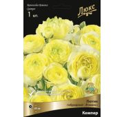 Ранункулюс Романс Кемпер 1 шт.(Поиск)