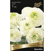 Ранункулюс Романс Гренобль 1 шт.(Поиск)