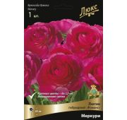 Ранункулюс Романс Меркури 1 шт.(Поиск)