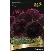 Ранункулюс Романс Перигор 1 шт.(Поиск)