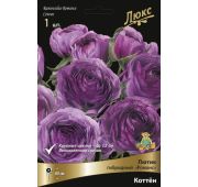 Ранункулюс Романс Коттён 1 шт.(Поиск)