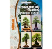 Секвойядендрон Гигинтский (РО)