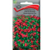 Цветы Катарантус Медитерраниан Ред (Поиск)