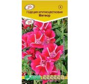 Цветы Годеция Метеор (ЕСМ)