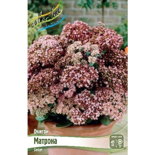 Очиток Матрона 1шт