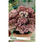 Очиток Матрона 1шт