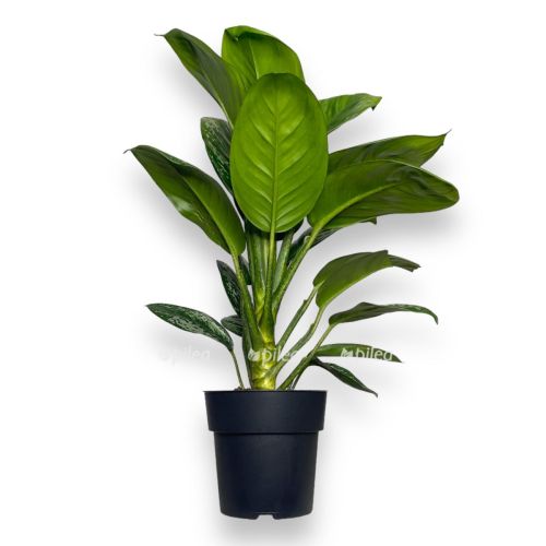 Комнат.цветы Аглаонема Оникс Грин D-12 Н40