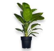 Комнат.цветы Аглаонема Оникс Грин D-12 Н40