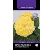 Цветы Бегония Инфинити Еллоу (Поиск)