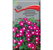 Цветы Катарантус Медитерраниан Бургунди Хало (Поиск)